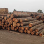 Aserradero y Fabrica de muebles Disnor Maderas - Chediac - Las Talitas 10 AF1QipNRngfFAWRbAcWtAcG5NOReJTfMNhBBQhcNSRP9w426 h240 k no