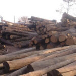 Industria Maderera Fernandez - Freyre 10 AF1QipPtiDTzHvdwid3OmDuI78PsryvjpsOF WWZnG9Kw426 h240 k no 2