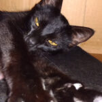 Aserradero Chervo, Mocoreta - Mocoretá 12 AF1QipPyoSRoA9GG PCunlvjZOgdzL7aCsN8qi h46Y6w426 h240 k no