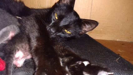 AF1QipPyoSRoA9GG PCunlvjZOgdzL7aCsN8qi h46Y6w426 h240 k no